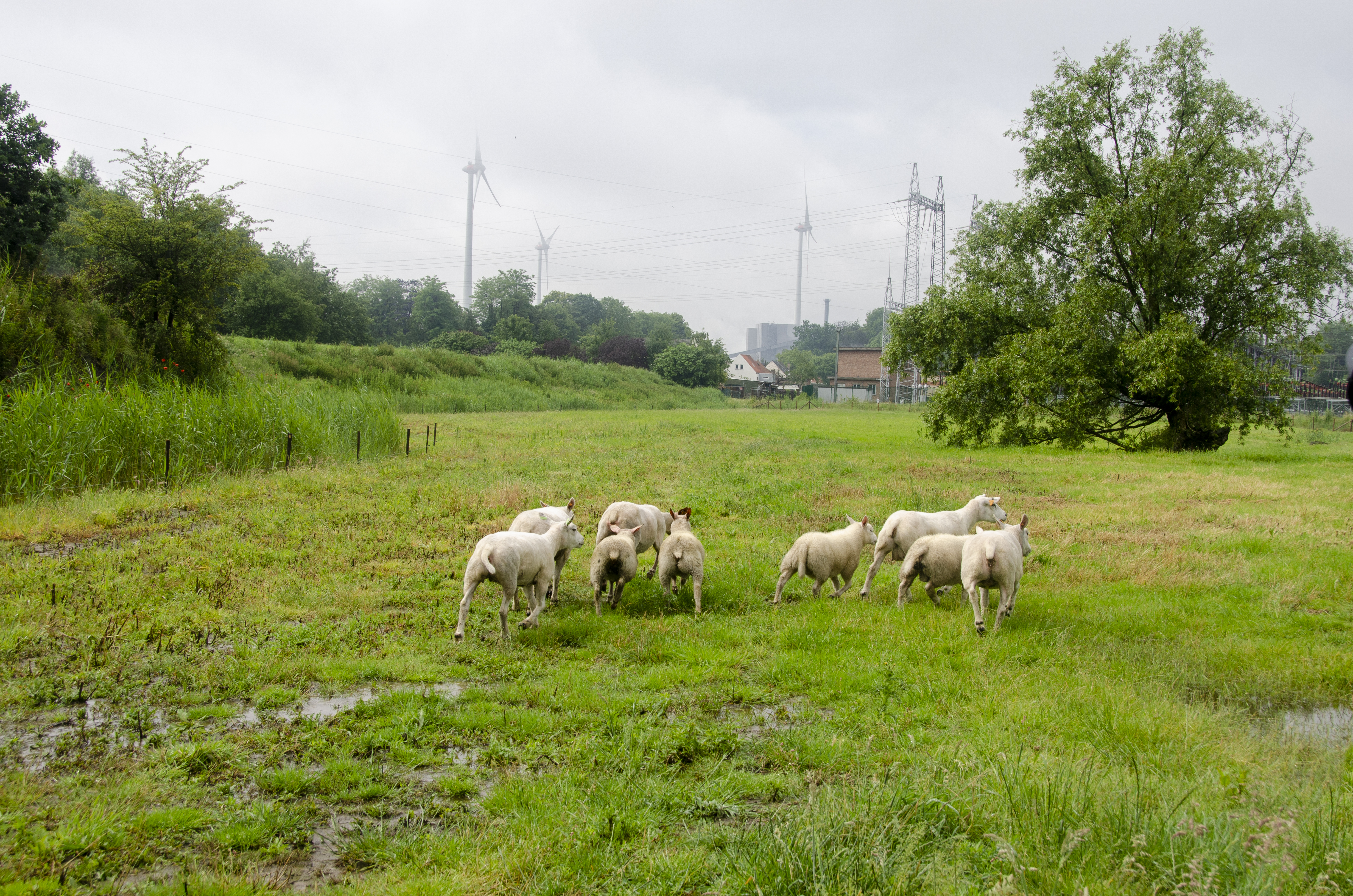 begrazingszone voor schapen