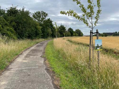 Een nieuw aangeplante houtkant in Lo-Reninge, met steun uit de oproep houtkanten 2022