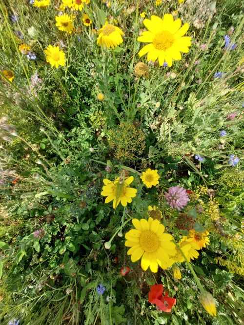 Beheerovereenkomst bloemenakker: bloeiende bloemen
