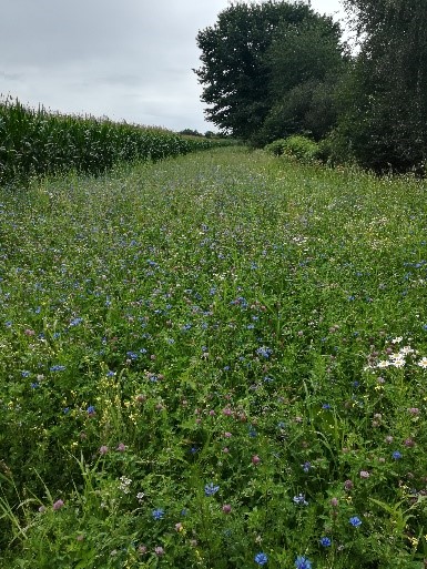 Foto bloemenveld Mielenbos