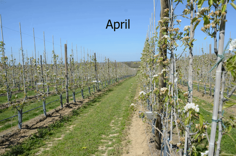 Timelapse van een beespoke bloemenrand
