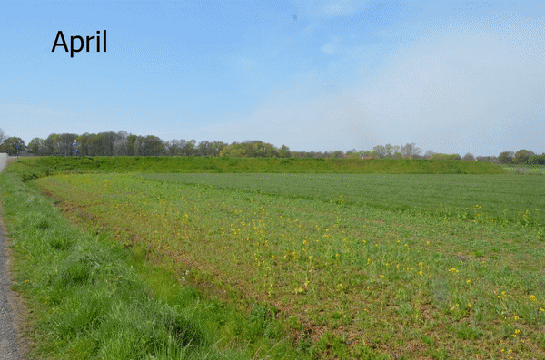 Timelaps van de beespoke bloemenranden