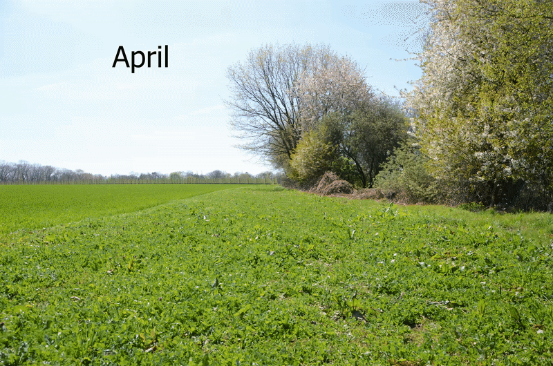 Timelapse van een beespoke bloemenrand