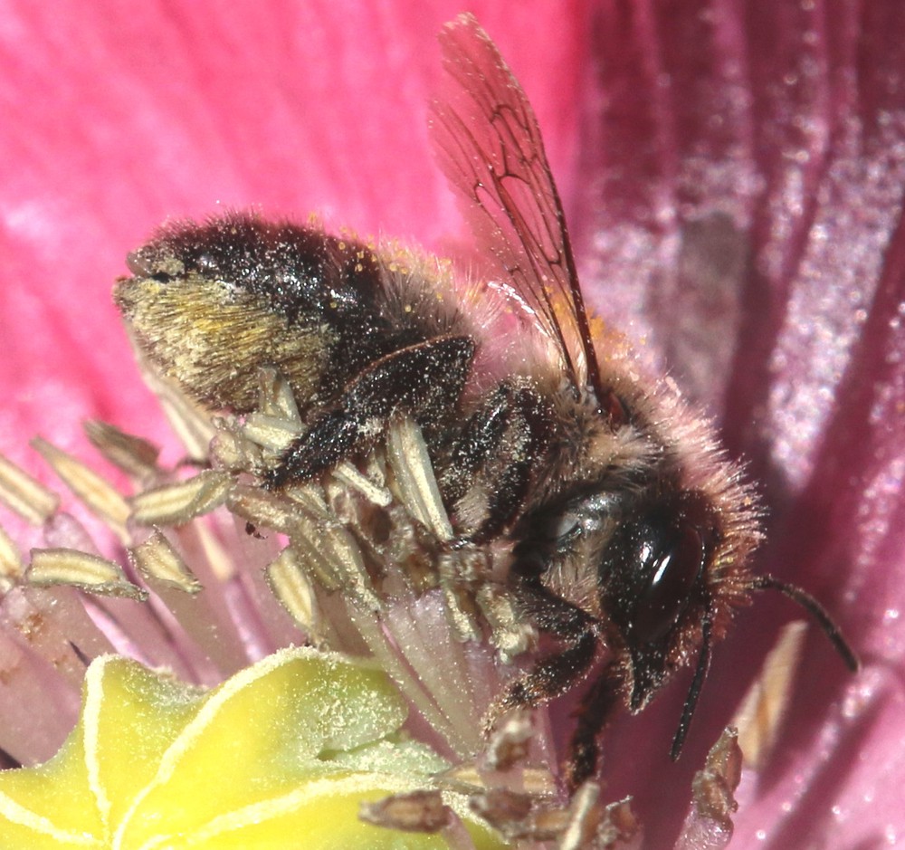 Foto van Zwartbuikbehangersbij