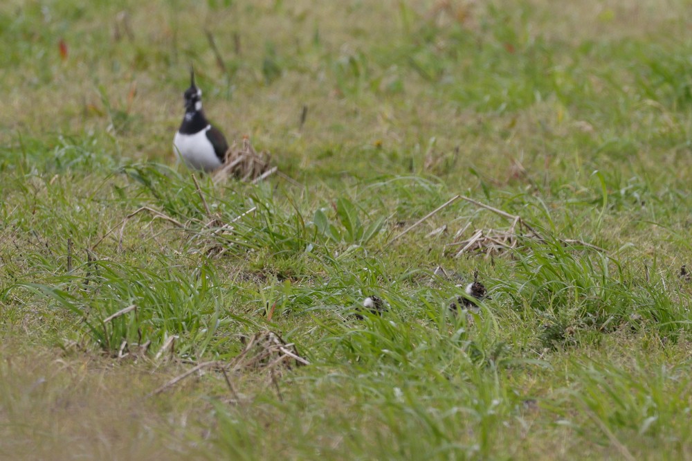 Kievit met kuikens op grasland in Brugse polders