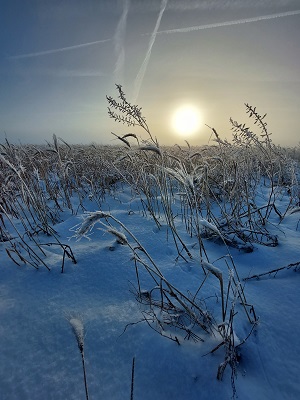 Besneeuwd perceel beheerovereenkomst faunavoedselgewas