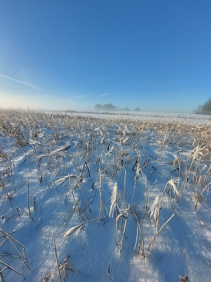 Besneeuwd perceel beheerovereenkomst faunavoedselgewas