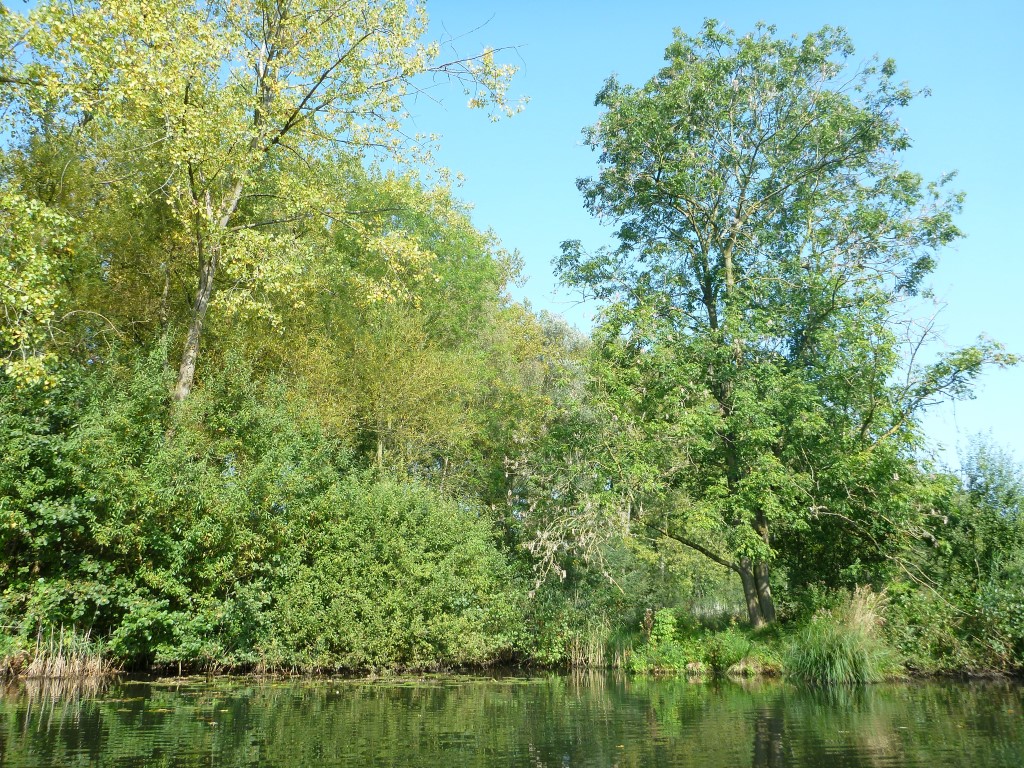 Natuur langs oevers Donkmeer