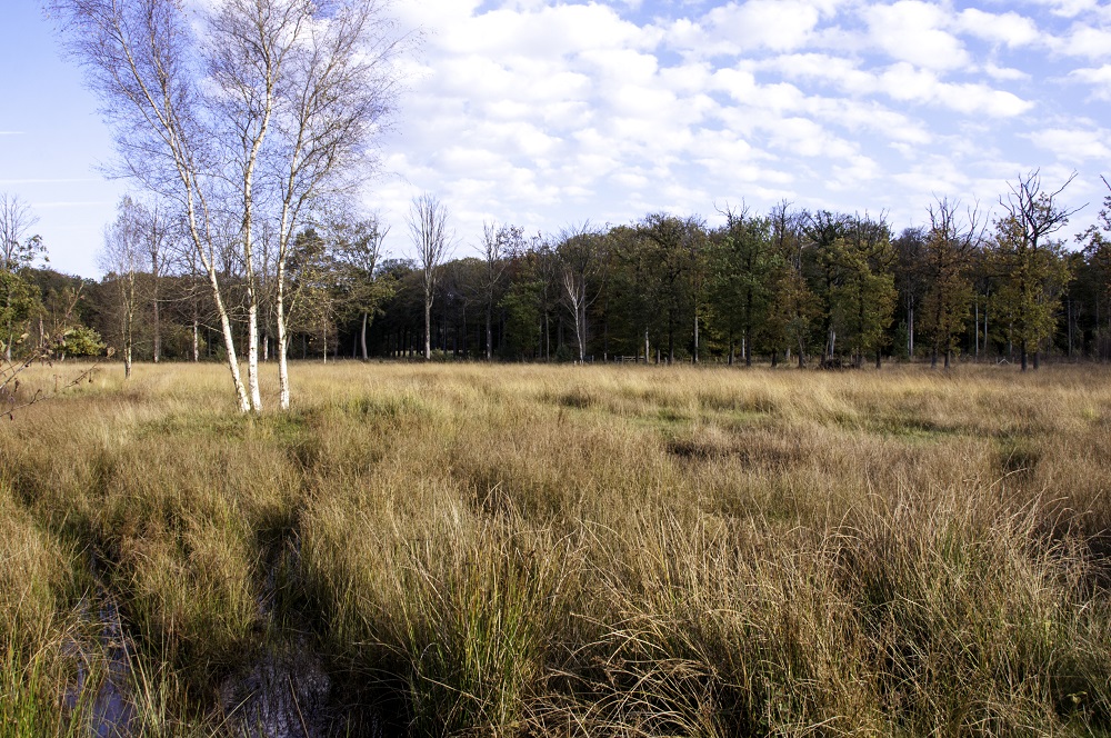 natuur in de omgeving van de Bornebeekvallei