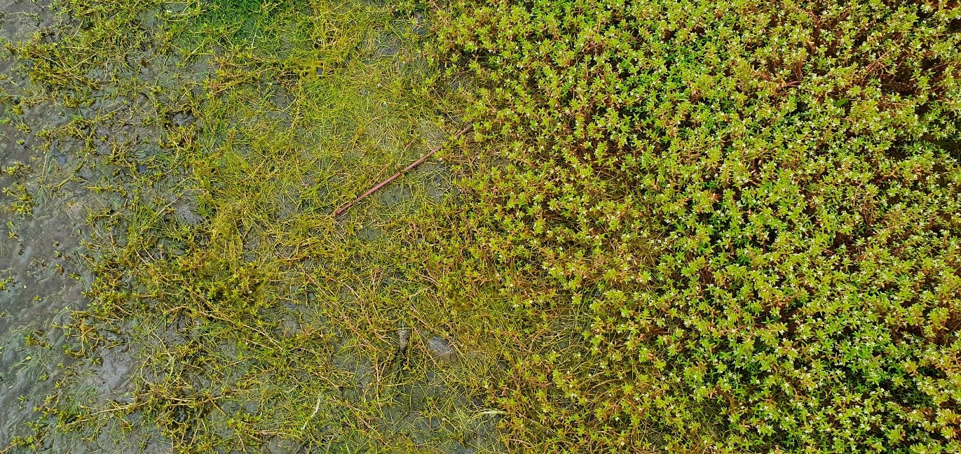 watercrassula