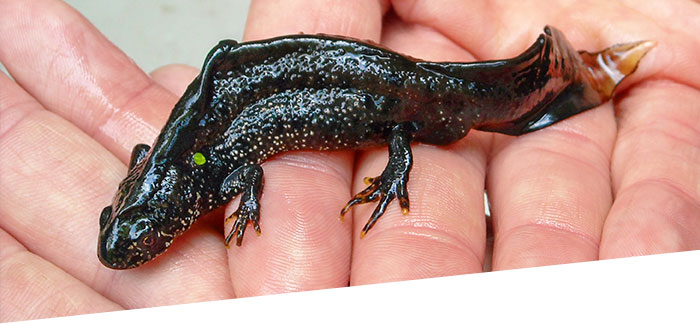 kamsalamander