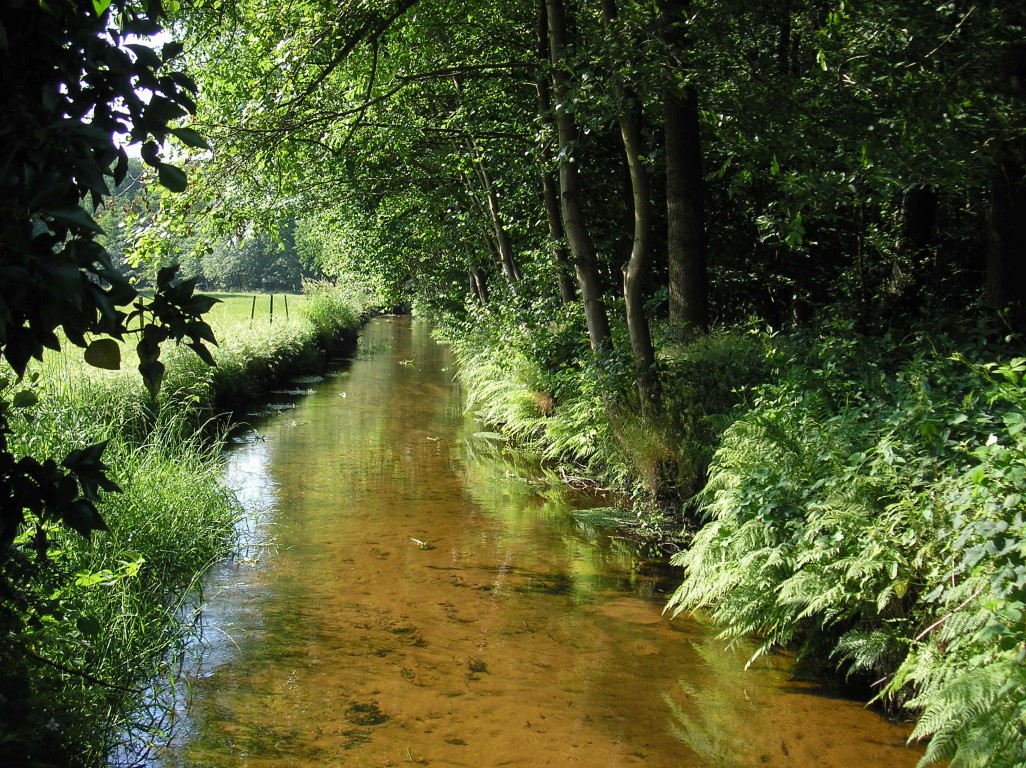 sfeerbeeld: natuurlijke beek tussen weide en bos