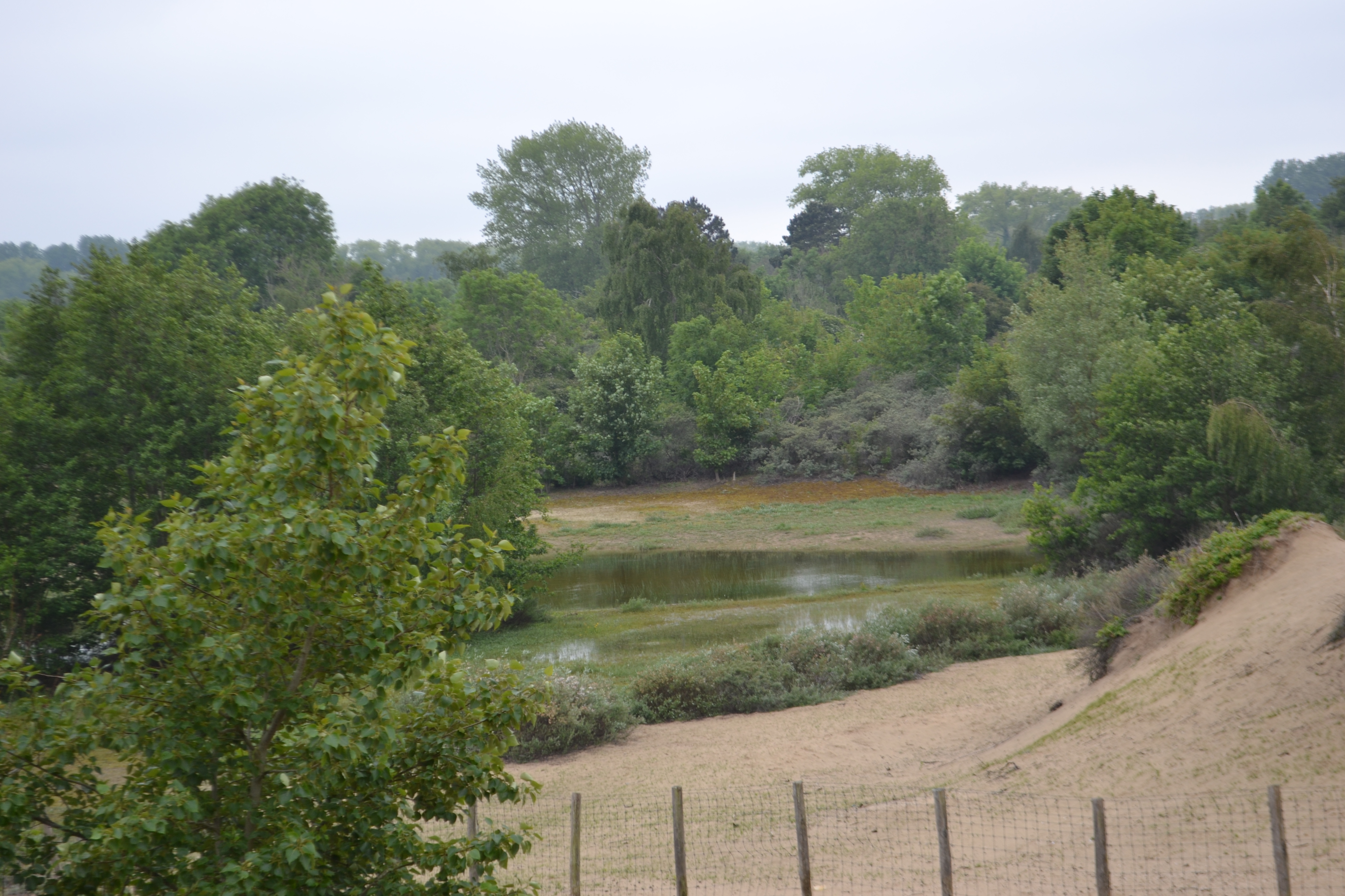 Duinenlandschap met bosjes en ven