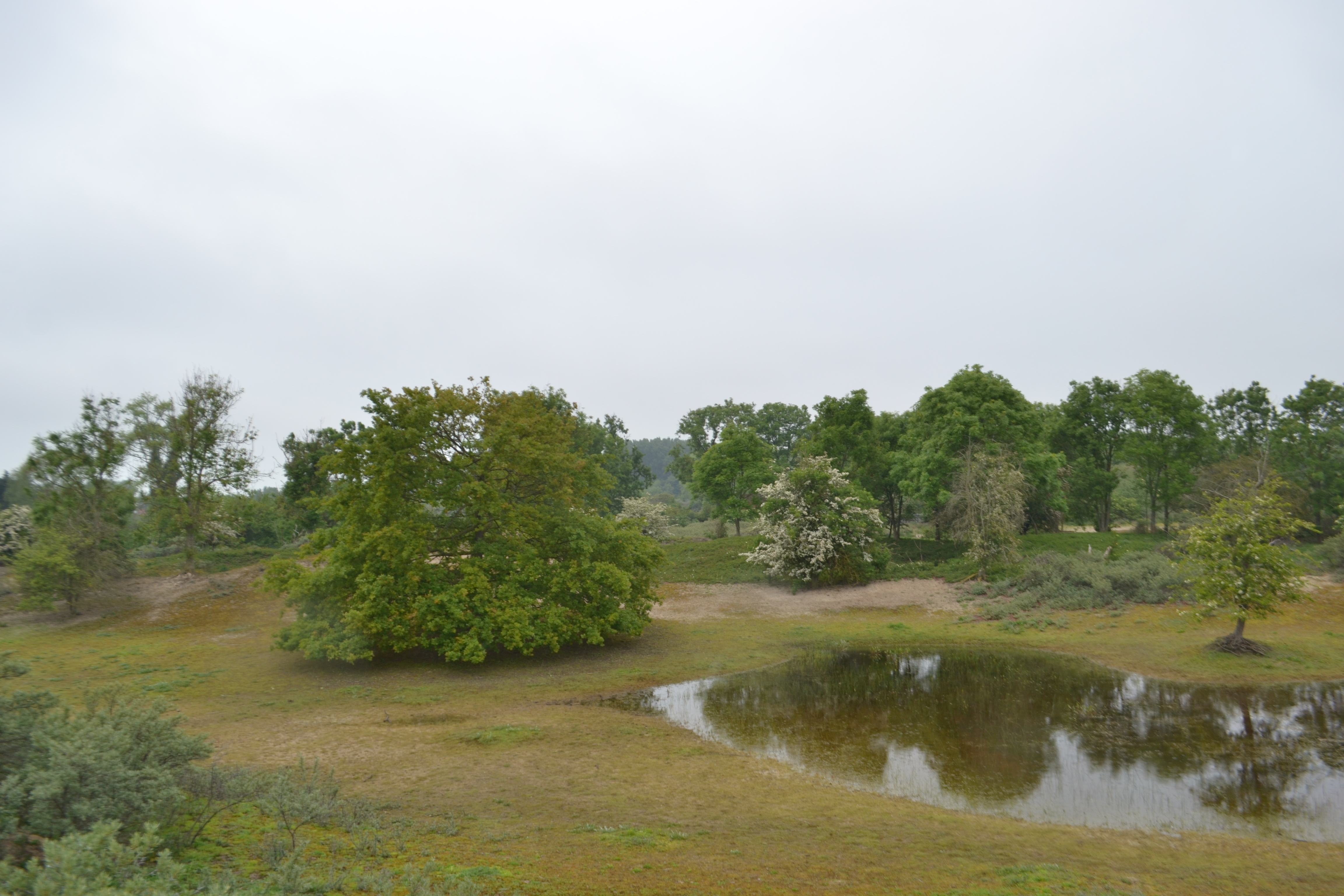 Duinenlandschap met bomen en poel