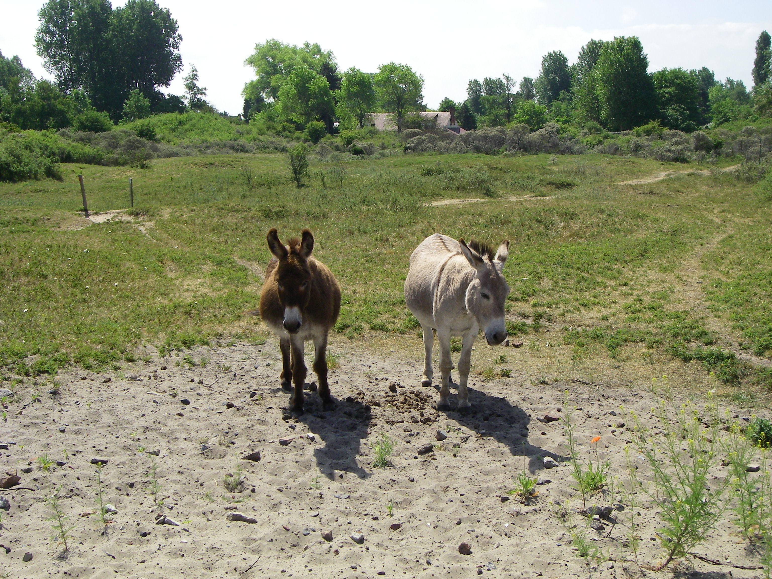 ezels grazen in de Noordduinen