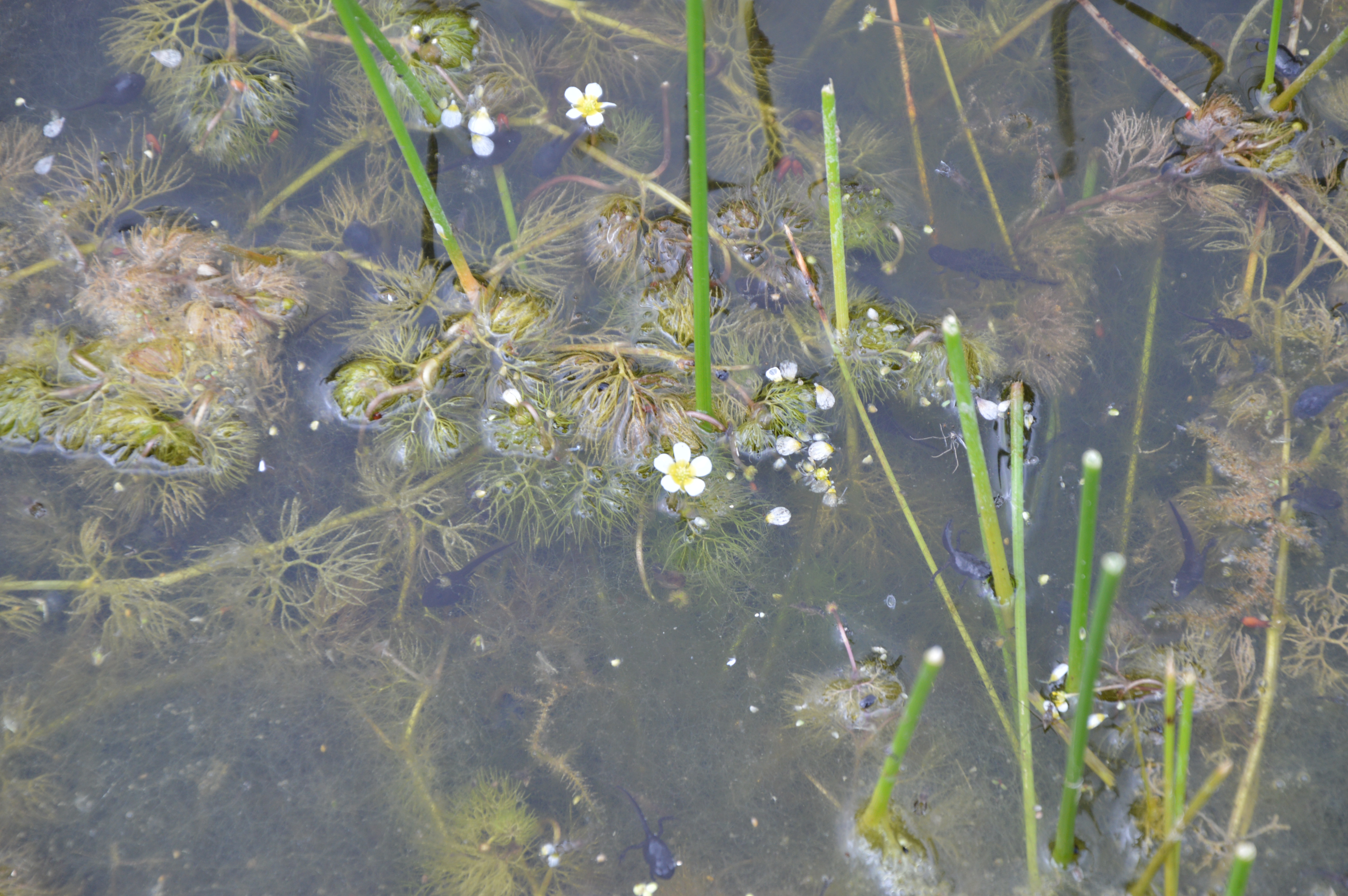 plantengroei in poel