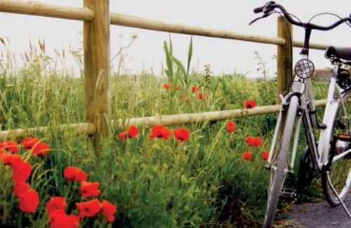 coverbeeld publicatie met fiets langs bloemenrijke berm
