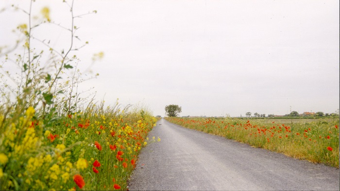 bloemenrijke berm