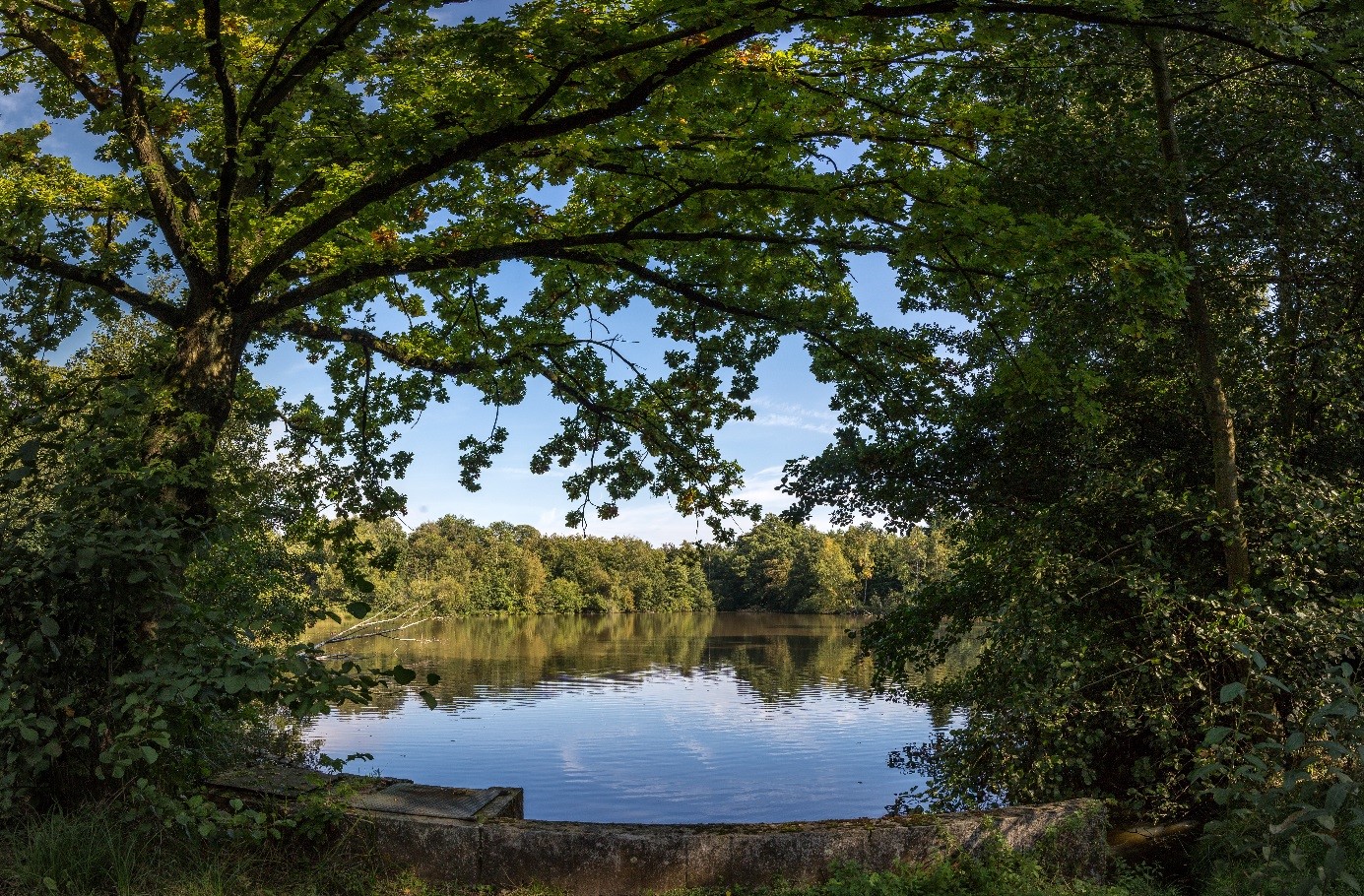 vijver Bokrijk-Kiewit