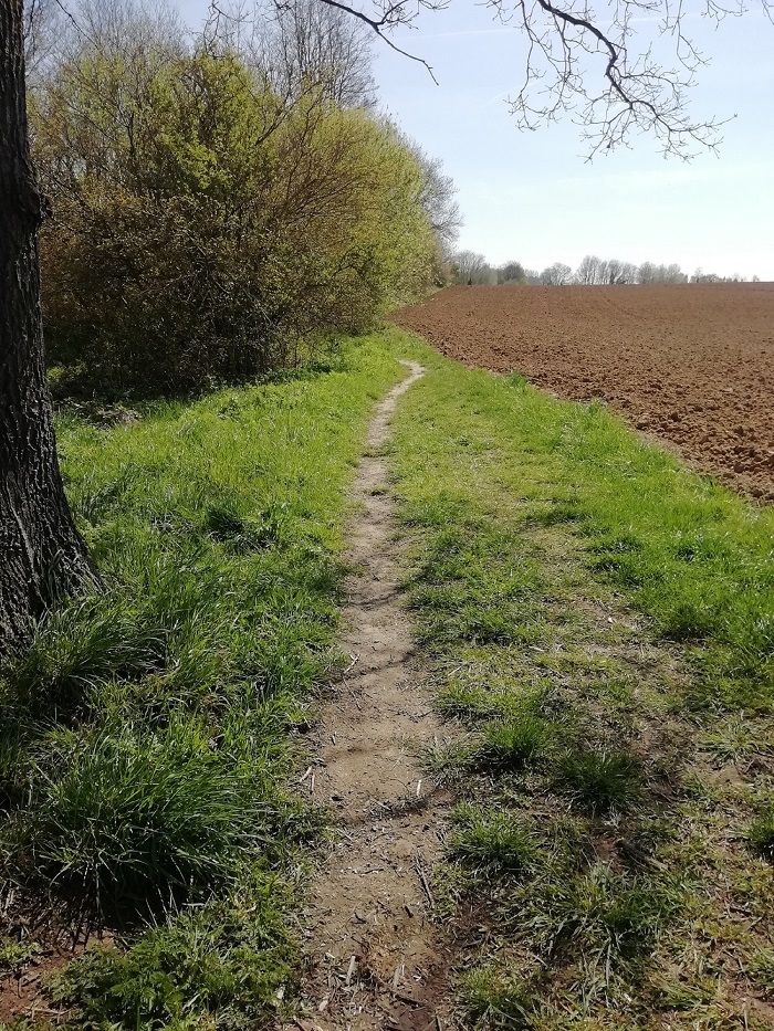 Foto toont wandelpad onder de vroegere trambedding