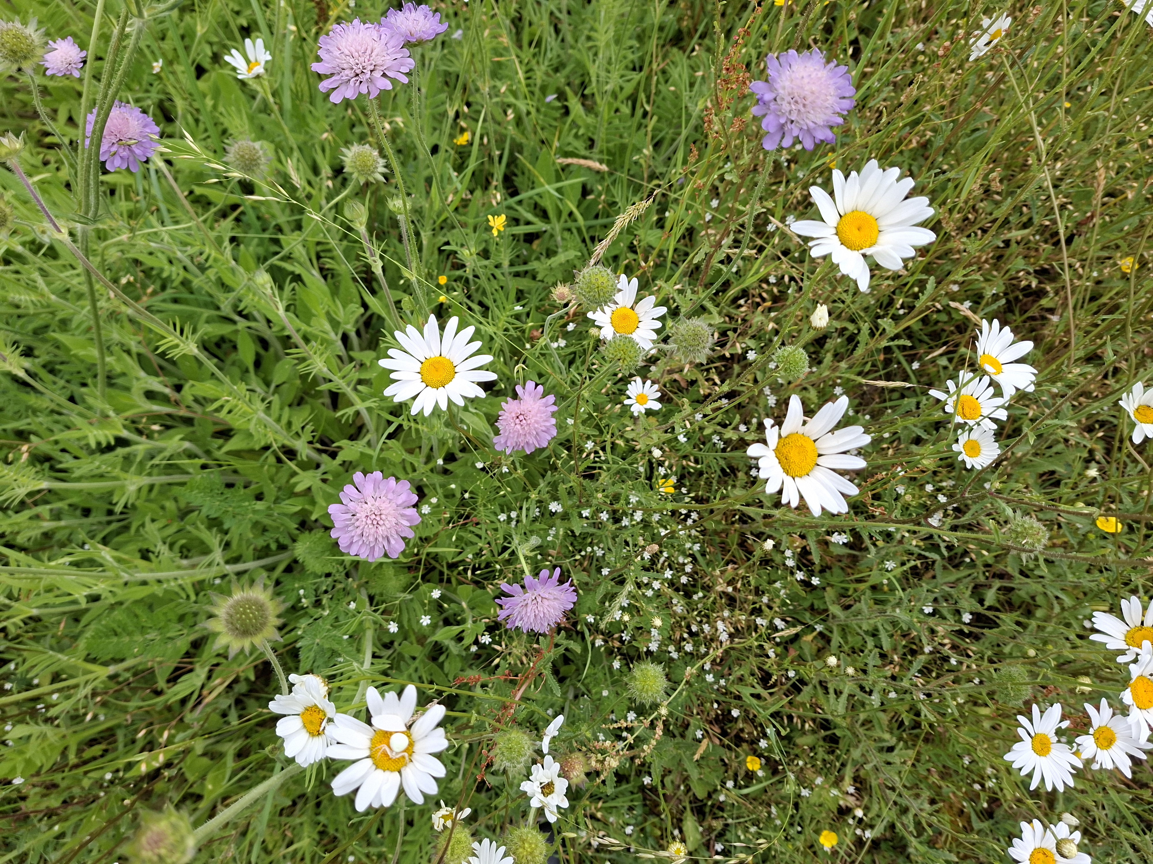kruidenrijk grasland met bloemen