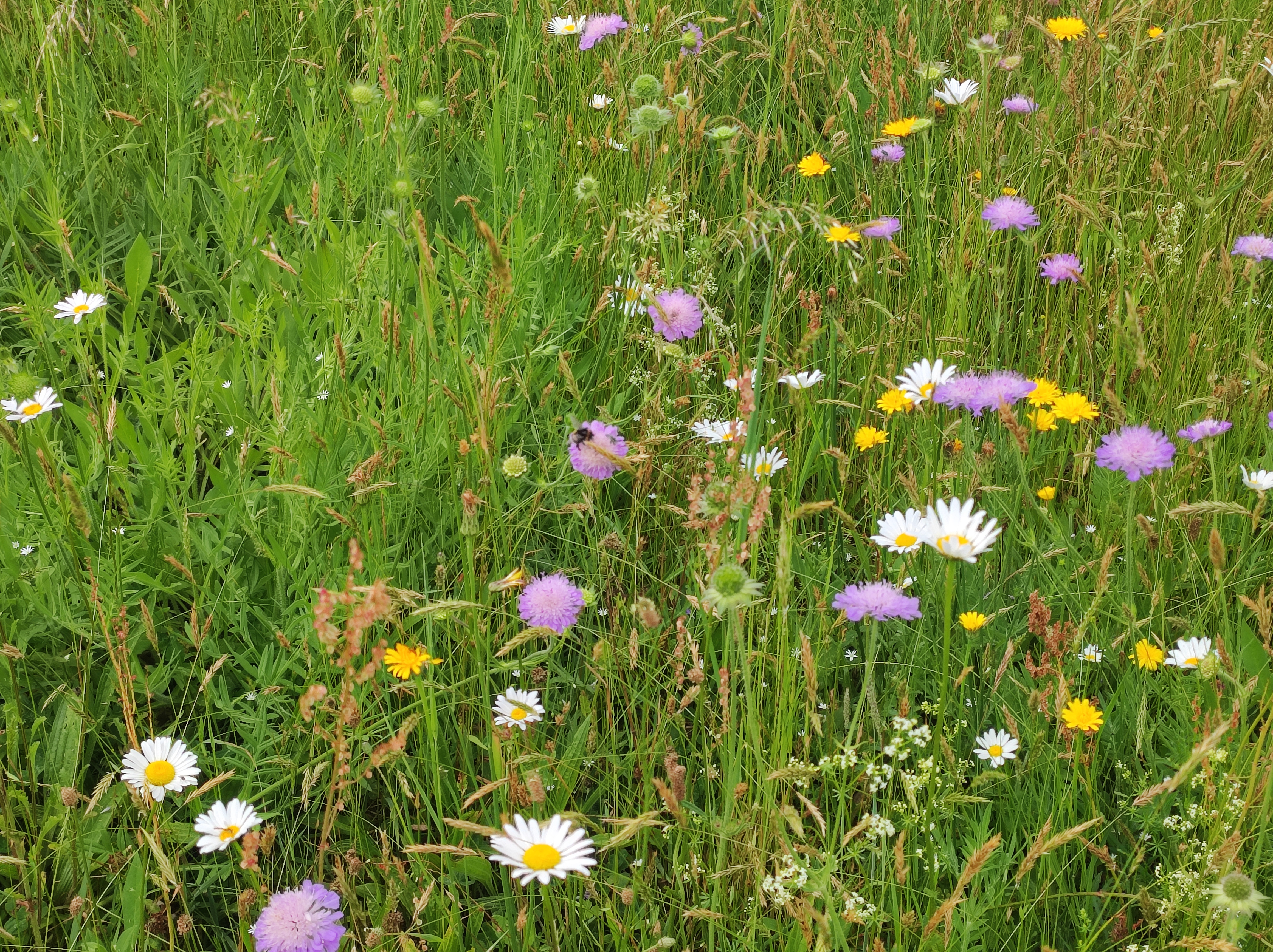 kruidenrijk grasland