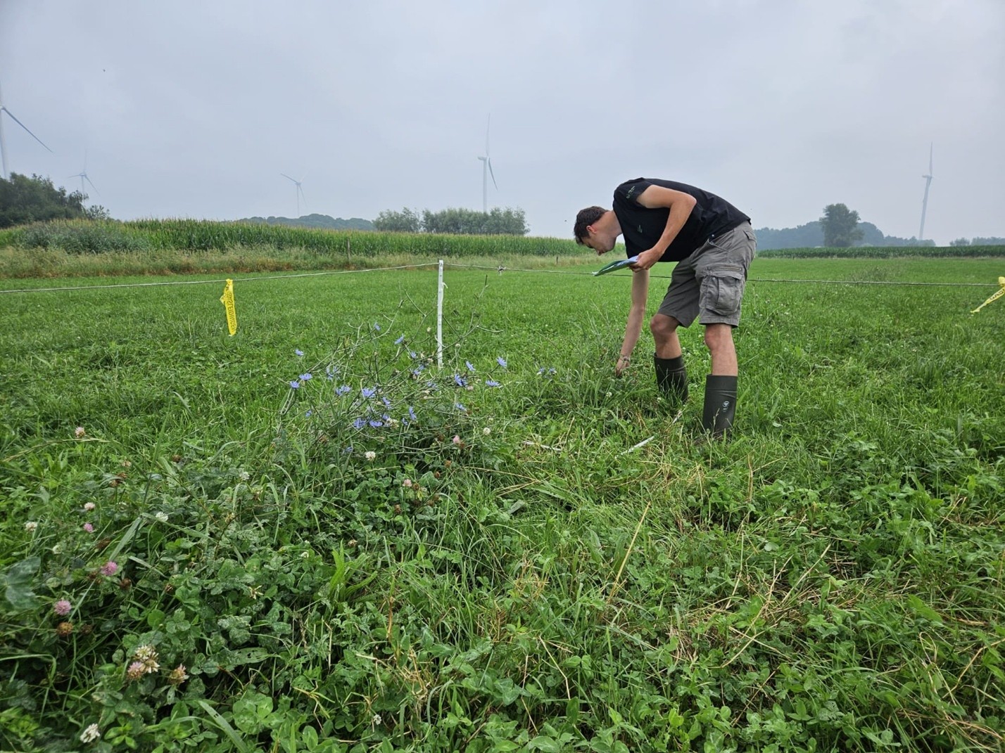 jaarlijkse opvolging van de vegatie (c)BrechtHerteleer