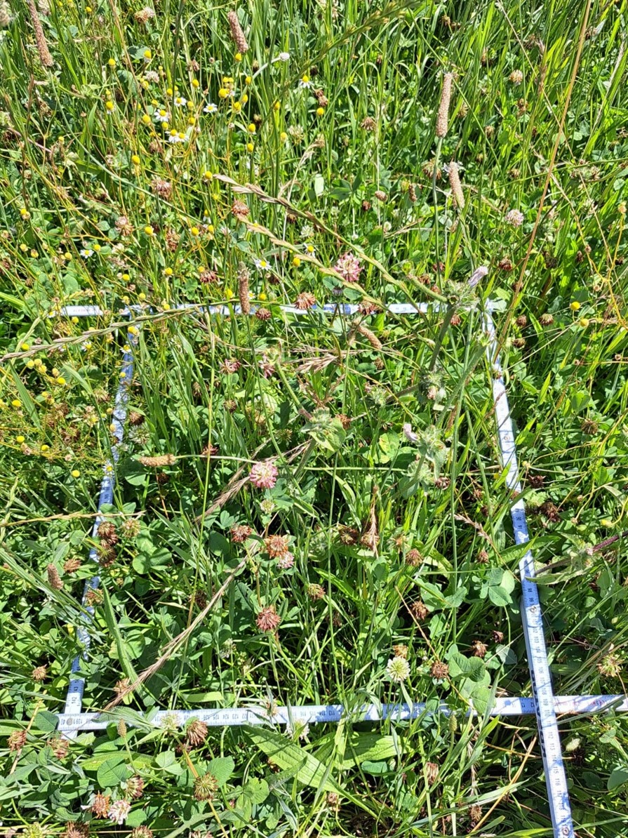 afrastering voor vegattiestaal kriudenrijk grasland (c) TomVerrmeire