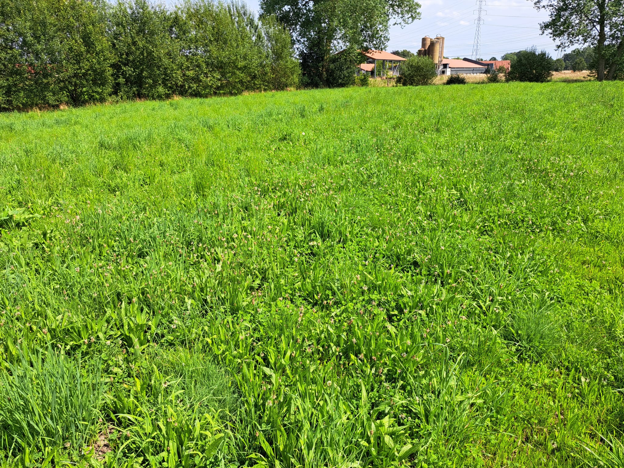 kruidenrijk grasland met weegbree (c)TomVermeire
