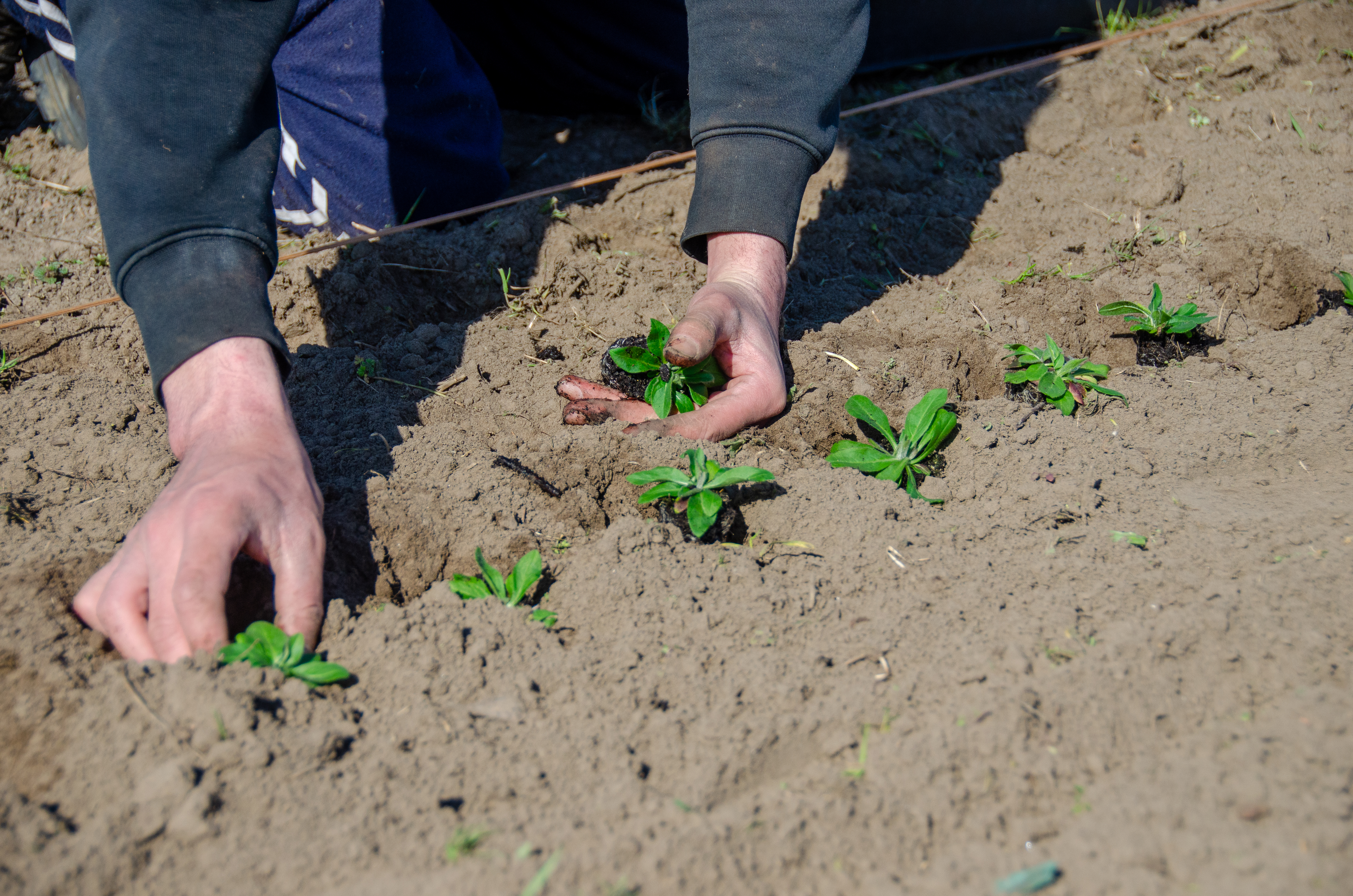 plantgoed en persoon