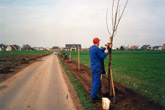 Aanplanten streekeigen bomen om erftoegang te verfraaien