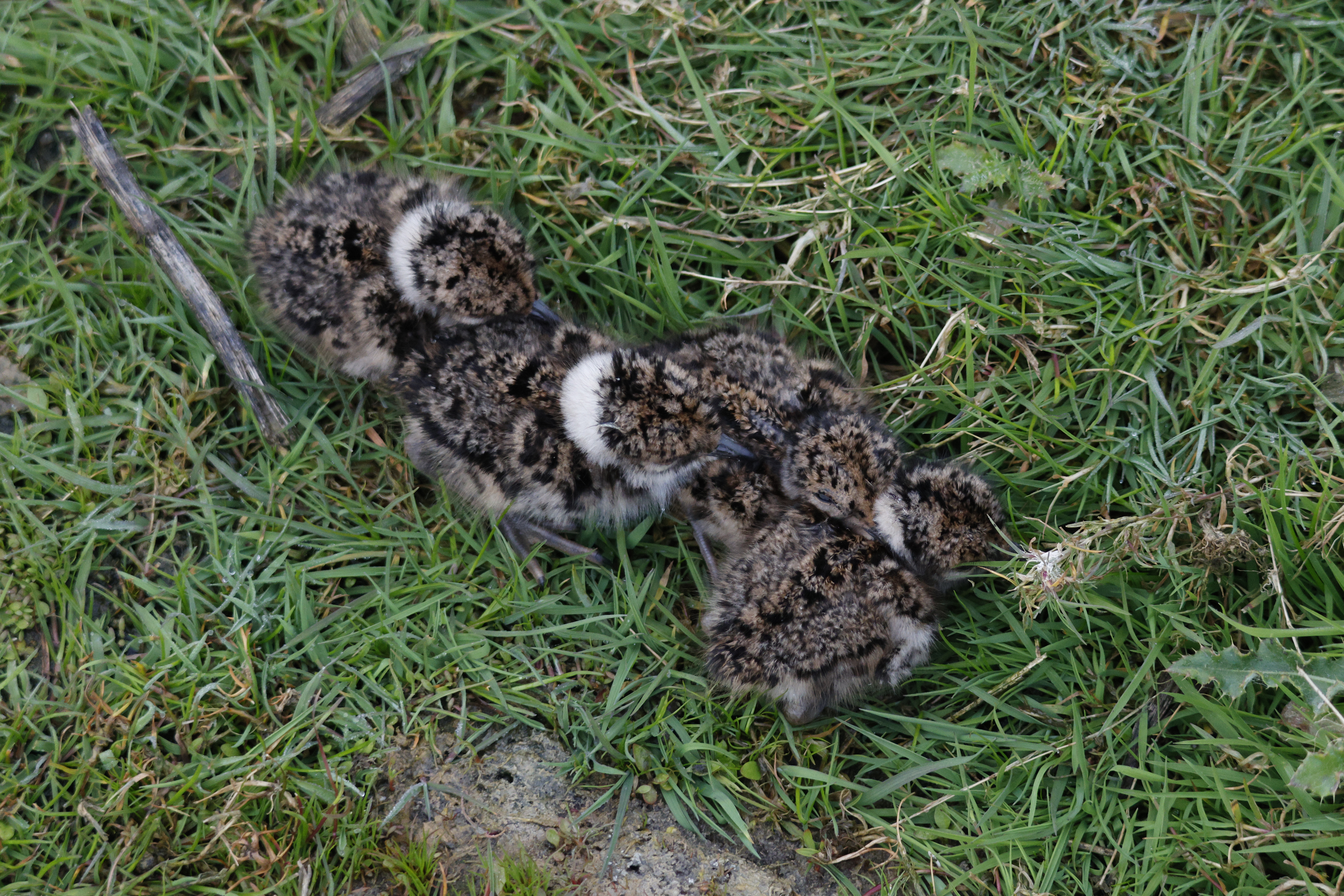 kievitsjongen (c) VLM, BregtDesmet