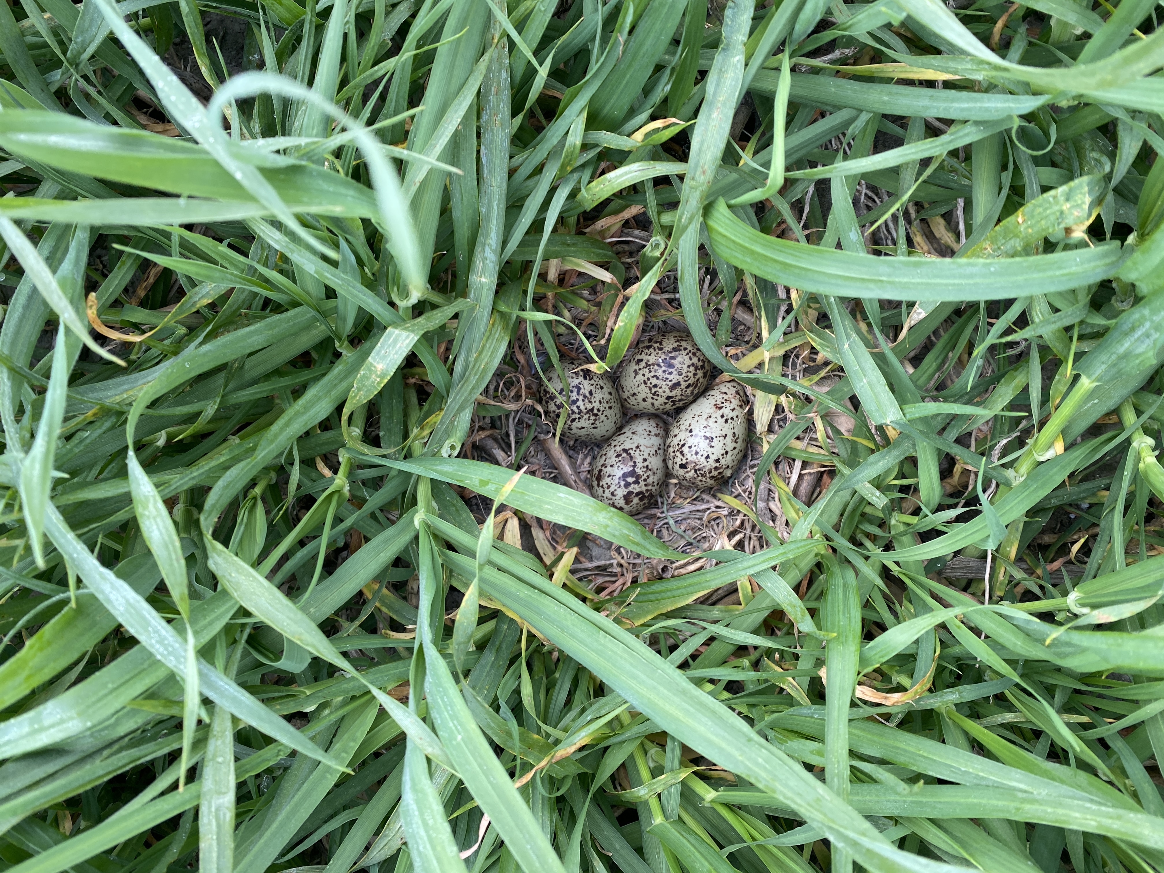 nest kievit (c) VLM, BregtDesmet