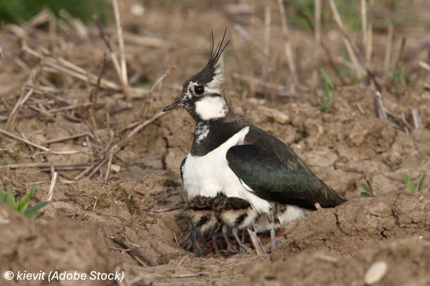 Kievit Adobestockfoto