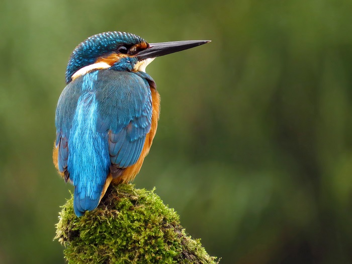 Afbeelding toont foto van een ijsvogel