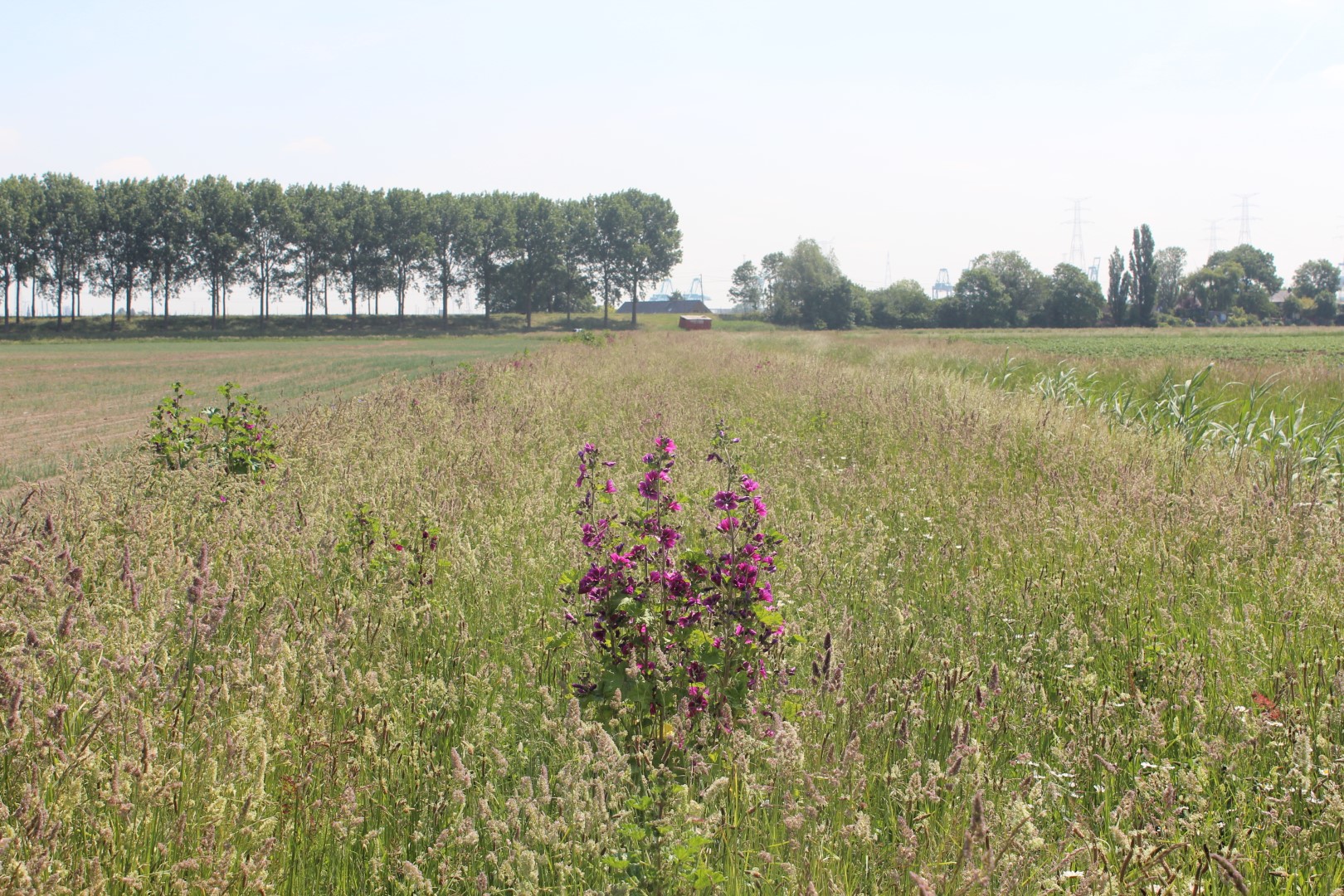 Gemengde grasstroken