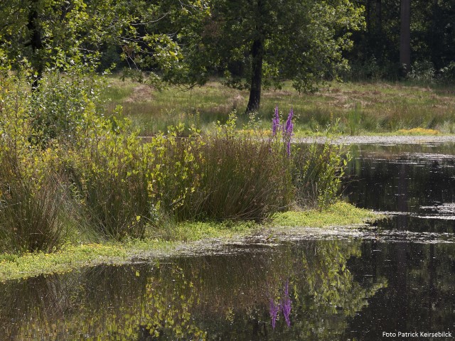 zicht op de vijver (foto Patrick Keirsebilck)