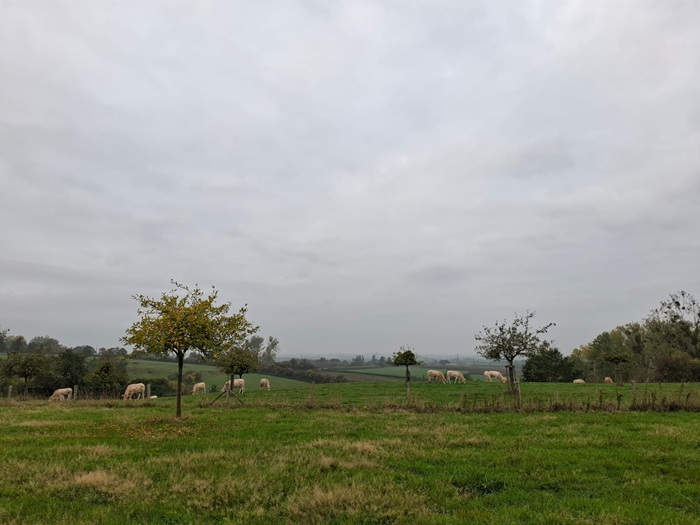Foto toont het landschap waarop koeien grazen.