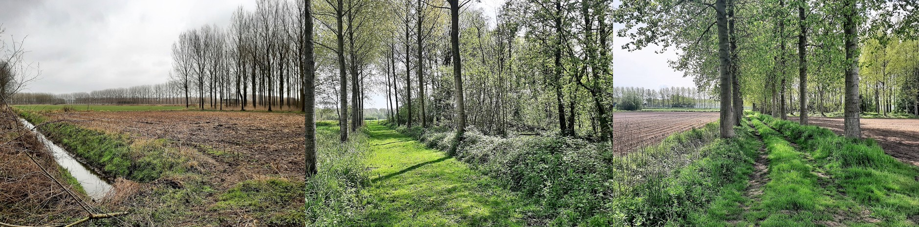 Collage van het gebied