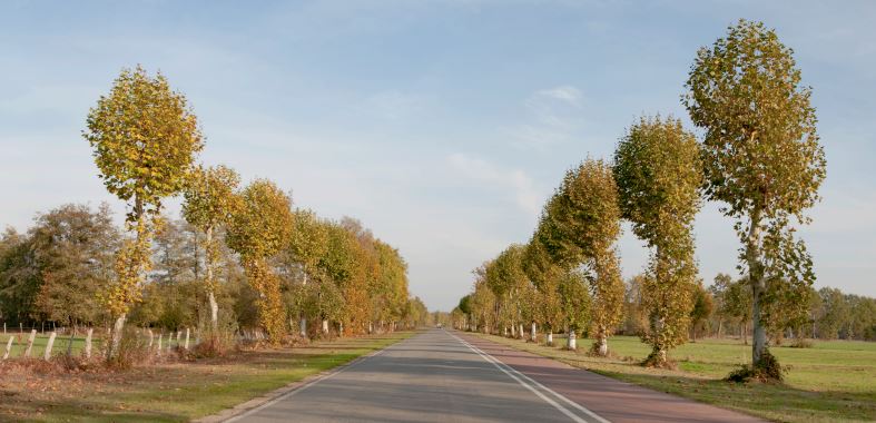 foto van Kauwbosstraat met fietspad en bomen en wei langs straat