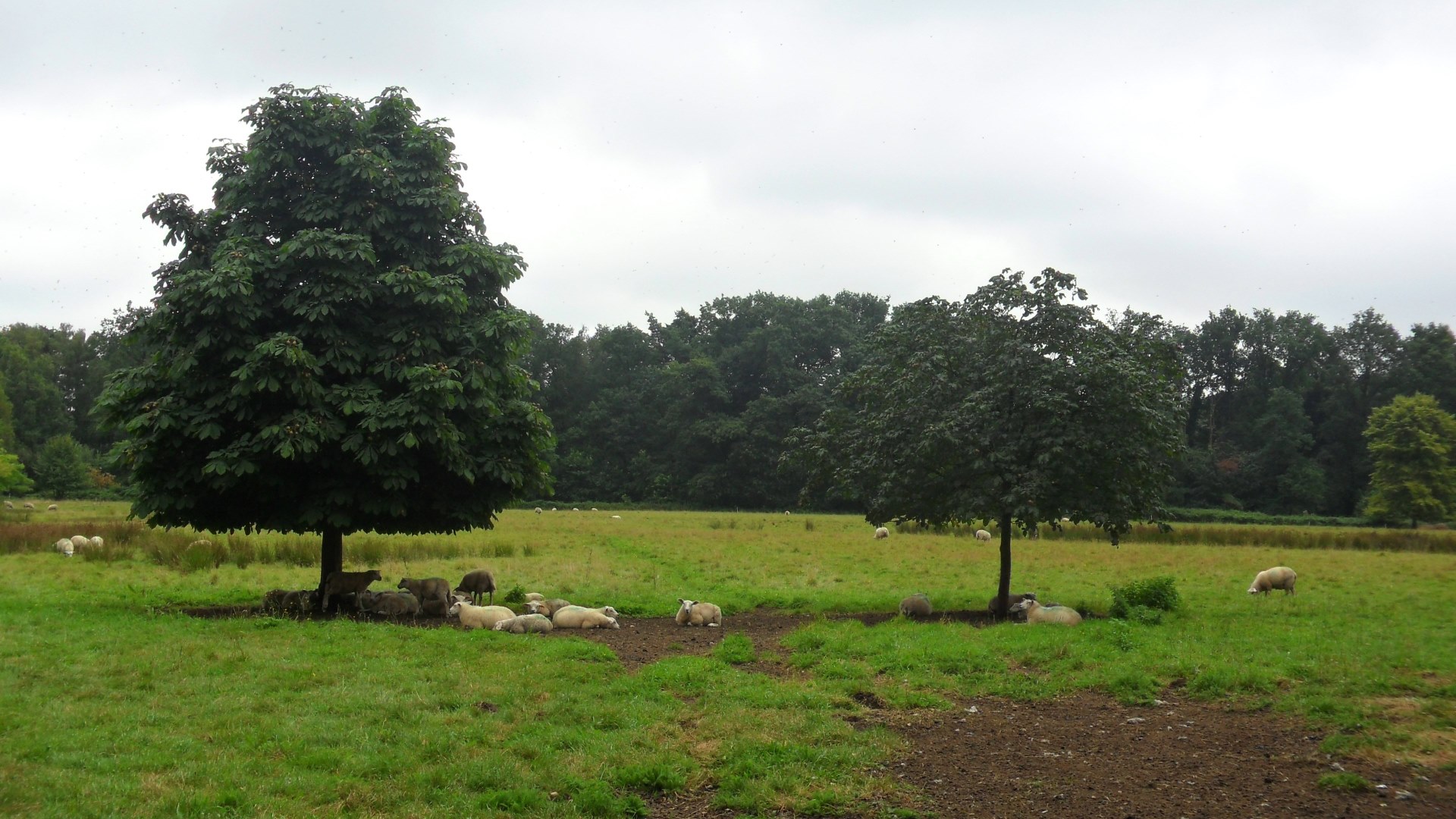 schapen in weiland