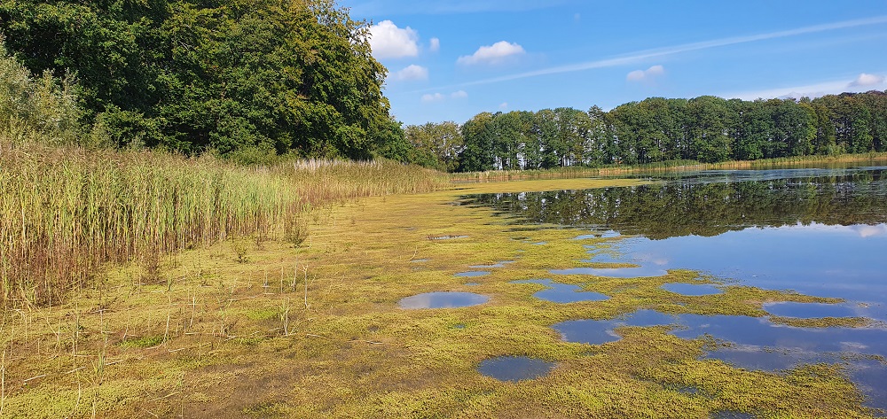 Kraenepoel met lage oeverbegroeiing 