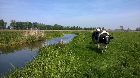 zicht op moeraskern Kwetshagezwin met koe