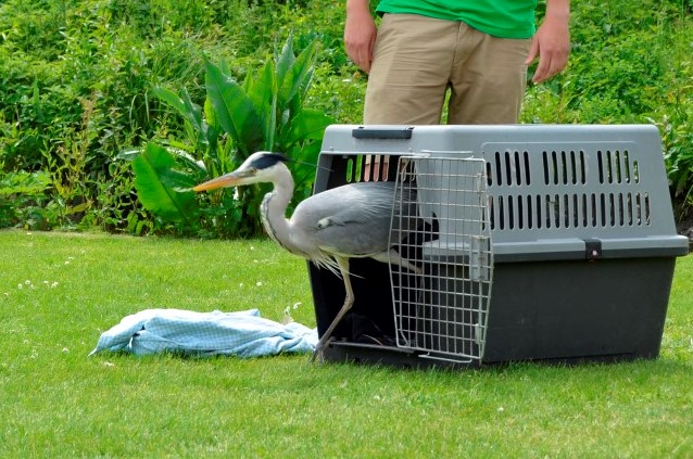 Herstelde reiger uit vogelopvangcentrum wordt vrijgelaten