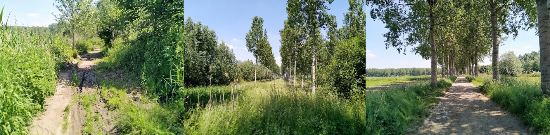 Collage van het gebied