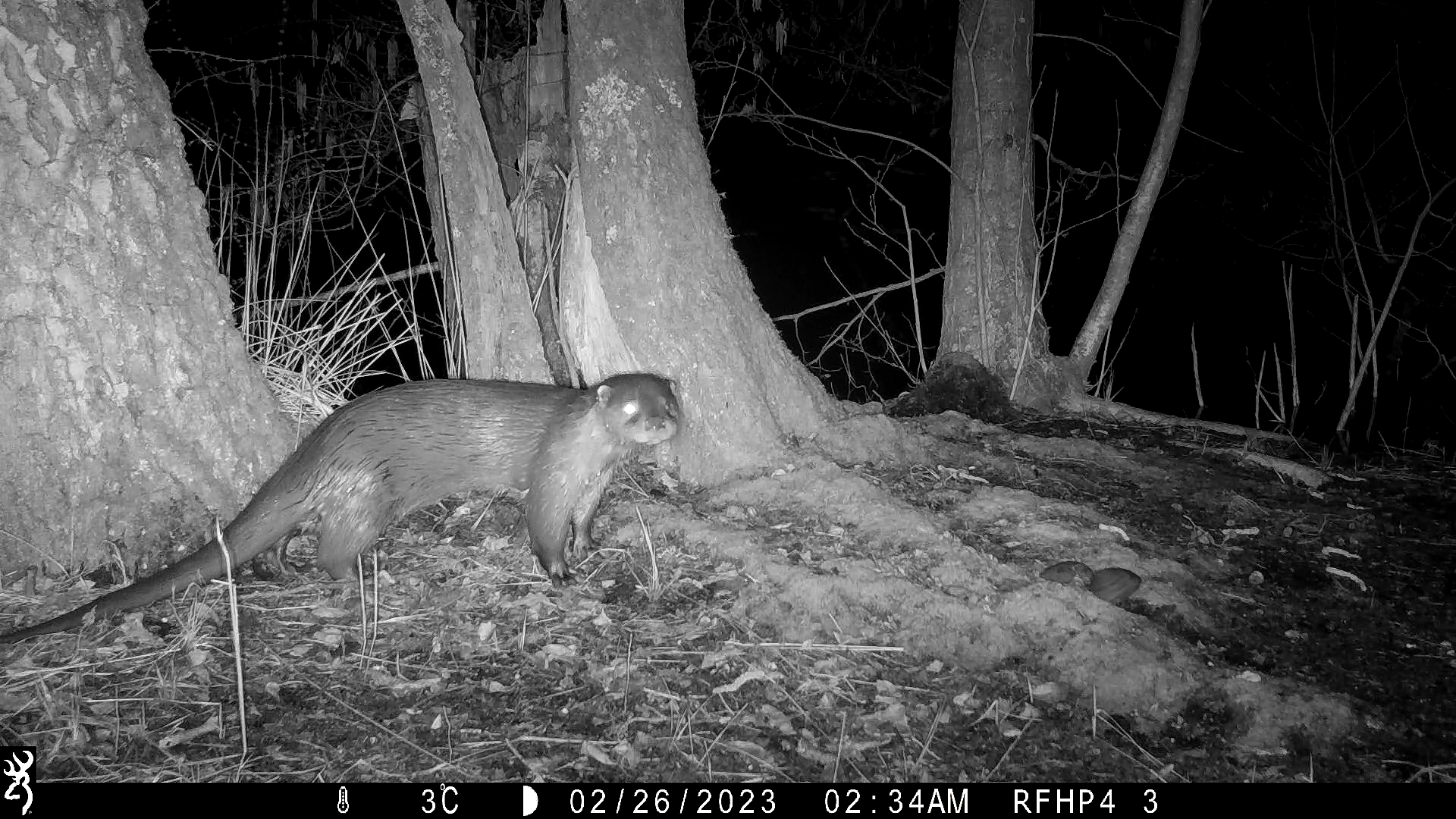 eenoogotter voor de wildcamera snachts (c)Joris Everaert