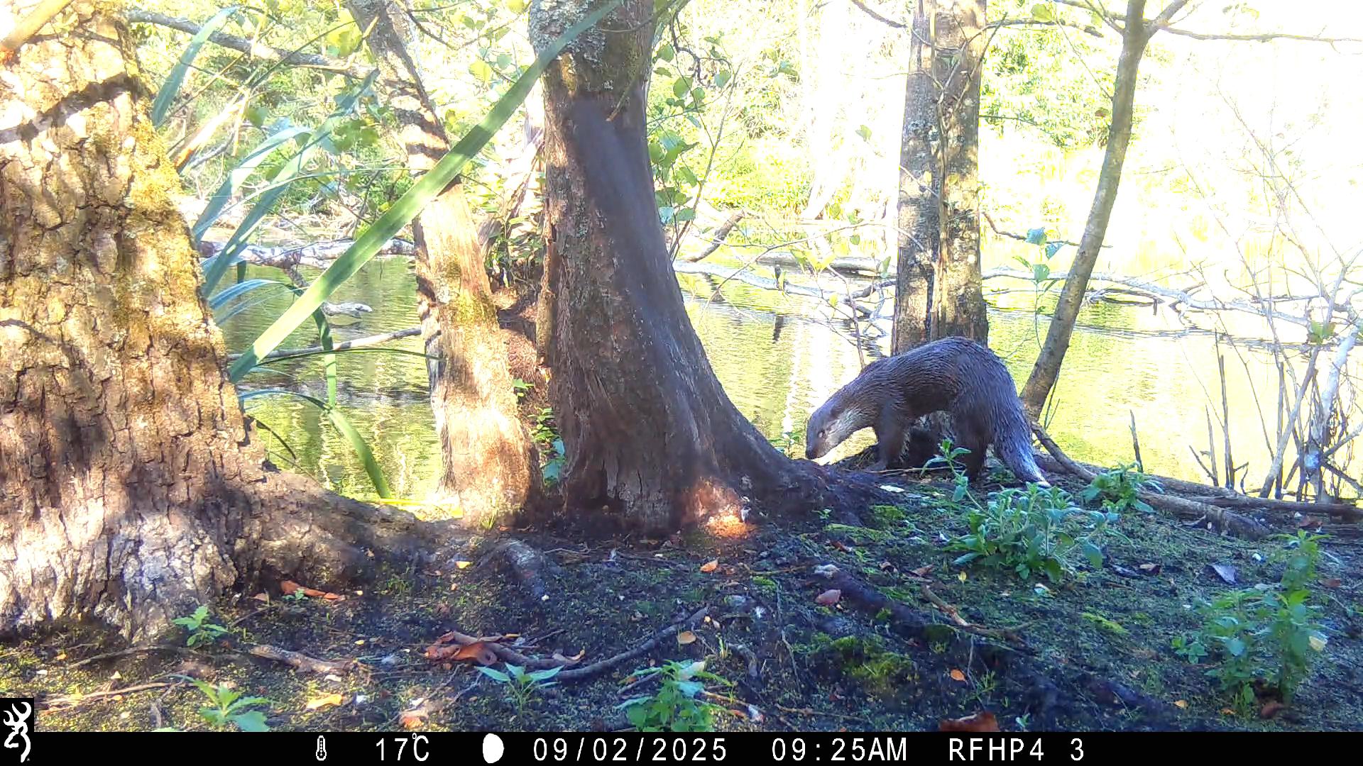 eenoogotter voor de wildcamera overdag (c)Joris Everaert