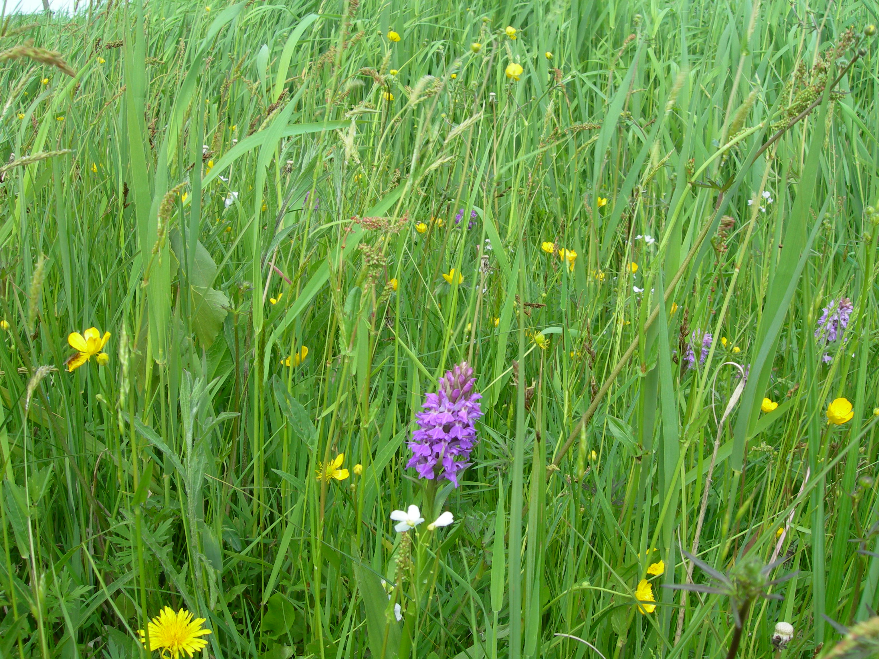 bloemrijk grasland met brede orchis