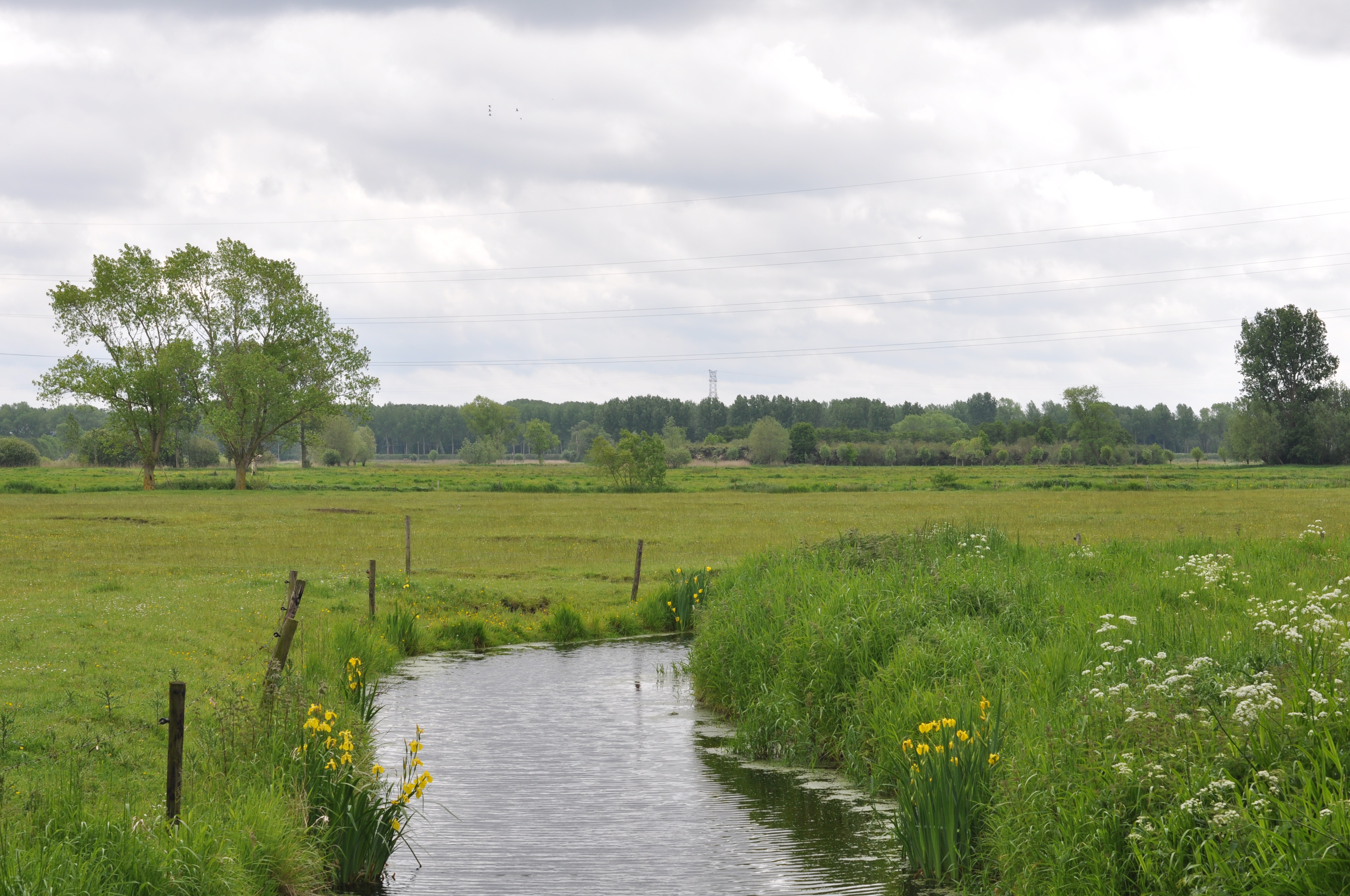 bloemrijk grasland in Meetkerkse moeren