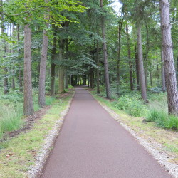 Foto toont bosweg in het project Hertberg